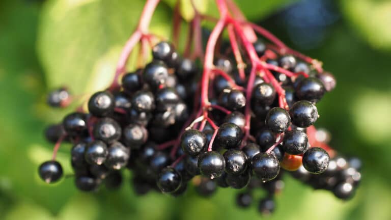 Holunderbeeren - reich an Vitaminen