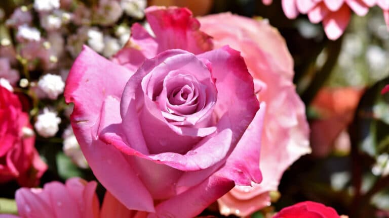 Rose räuchern – Bedeutung, Wirkung & Anwendung