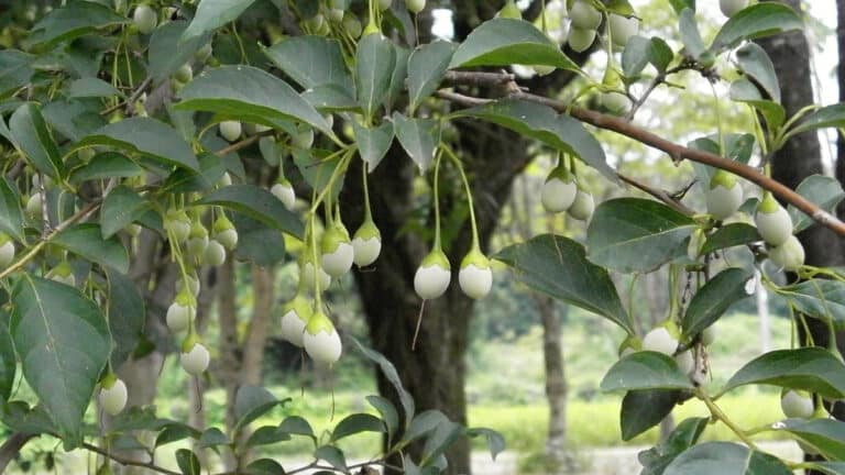 Styrax räuchern – Bedeutung, Wirkung & Anwendung