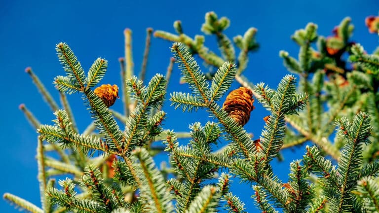 Räuchern mit Tanne – Wirkung & Anwendung
