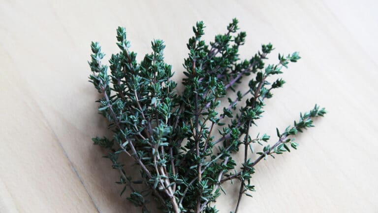 Thymian räuchern – Bedeutung, Wirkung & Anwendung